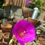 dwayne phillips - @seed_soil_sunshine - Instagram