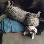 Dwayne Ballard - @roosterandladyrooster - Instagram