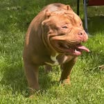 Dwayne Beckett - @8figgakennels - Instagram