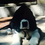 @dwayne_best_puppy - Instagram