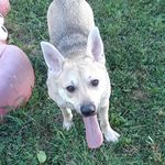 Dwayne dog Chapman - @leland_chapman777 - Instagram