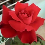 Dwayne Chavez - Facebook