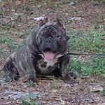 Dwayne cherry - @bullpenbullys - Instagram