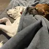 Dwayne & Dixie - @dwayne.dixie - TikTok