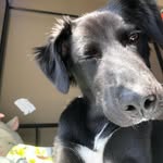 dwayne(the dog)johnson - @dwaynekeyser - Instagram