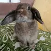 Dwayne La Courge - @albusthefluffywizard - TikTok