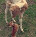 Dena LeBoeuf - Facebook