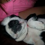 Dwayne Mcintosh - @wolf10251 - Instagram
