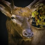 Dwayne Roach - @hunters_den_taxidermy_ - Instagram