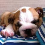 Dwayne Rock - @dwaynebully - Instagram