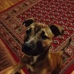Dwayne Sisson - @sissondwayne - Instagram