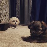 Dwayne and Whitley - @dwayne.and.whitley - Instagram