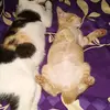 Dwi Sari - @dwisari151 - TikTok