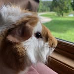 Dwight Bachman - @dwight.bachman - Instagram