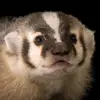 White Badger - @white.badger - TikTok