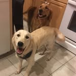Angel Dwight and Harry Ball - @angel.harry.dog - Instagram