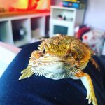 @dwight_bearded.dragon - Instagram