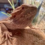 Dwight - @dwight_the_beardie - Instagram