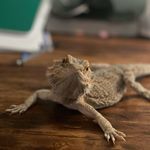 Dwight the bearded dragon - @dwight_the_bearded - Instagram