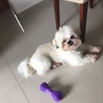 Dwight - @bebe.dwight - Instagram