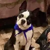 Dwight_bostonpup - @dwight_thebostie - TikTok