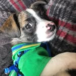 Dwight “Spot” Corbin - @spotthecheagle - Instagram
