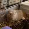 Dwight_Drebin - @dwight_drebin - TikTok