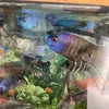 dwightdillon81 - @prettyfishco - TikTok