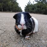 Dwight Emerson 🐹 - @dwight.emersonn - Instagram