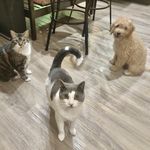 Dwight & Jackie & George - @2catz_1_pup - Instagram