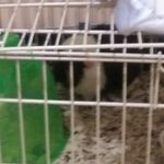 Dwight - @dwight_the_guinnepig - Instagram