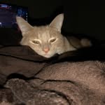 Jenkins Dwight Hageman - @jdhthecat - Instagram