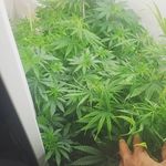 DwightHouse - @dwightharding31 - Instagram