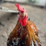 Dwight Schrooster - @dwightschicks - Instagram