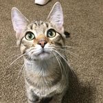 Dwight K Hodges - @assistant2the_rm - Instagram