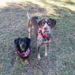 Lulamae & Dwight Hodges - @lowcountrypups - Instagram