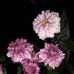 Dwight Hock - Facebook