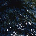 DwightIngram - @dwightingramp - Instagram