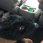 Dwight - @dwight_is_on_a_flight - Instagram