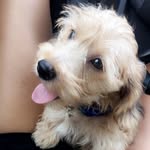 DWIGHT EISENHOWER IVERSON - @dwight.eisenhoweriverson - Instagram