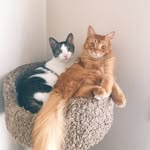 Dwight & Jerry - @dwight_and_jerry - Instagram