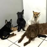 Kona, Baluga, Chief, Kaiser, Darla & Dwight - @konaboogchiefkaiserdarladwight - Instagram