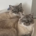 Dwight & Link 🐱 - @dwight.and.link - Instagram