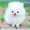 Sushma_paluri - @ddwight_lomax - TikTok