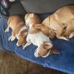 Dwight, Marshall, Lucian - @dml.corgis - Instagram