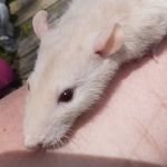 dwight & mose - @dwight.mose.rats - Instagram
