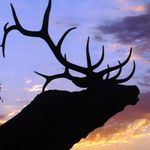 Dwight Neil - @destinationelkusa - Instagram