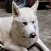 Dwight Newman - @dwight.newman - TikTok