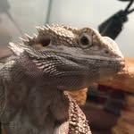 Dwight Fan Page 🦎 - @dwightfanpage - Instagram