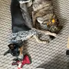 Dwight & Pepper - @dwight.pepper - TikTok